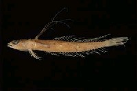 藏品(小骨鰧)的圖片